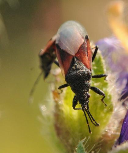 Réf. 237 697 : Oxycarenus lavaterae